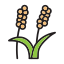 millet